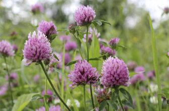 Сонник: до чого сниться олень з рогами – тлумачення та значення снів