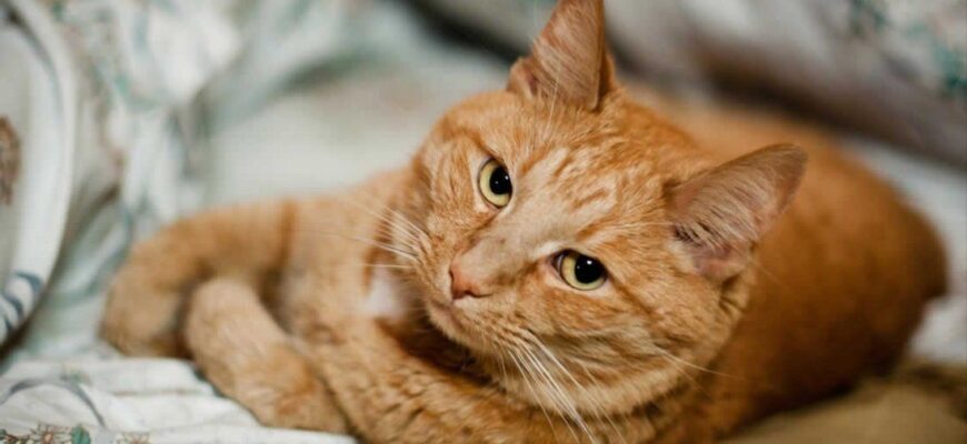 Сонник: До чого сниться піч і що означає цей символ у сновидінні?