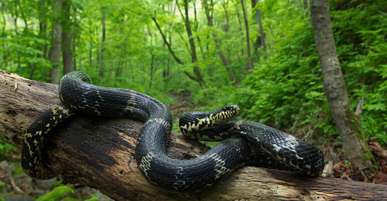 Сонник: До чого сниться пітон – тлумачення сновидінь та значення образу
