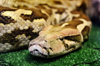 Сонник: До чого сниться удав та що означає символ у сновидінні?