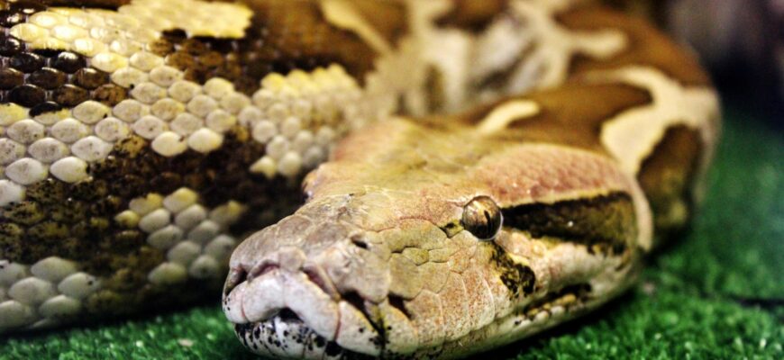 Сонник: До чого сниться удав та що означає символ у сновидінні?