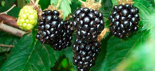 До чого сниться їсти ожину