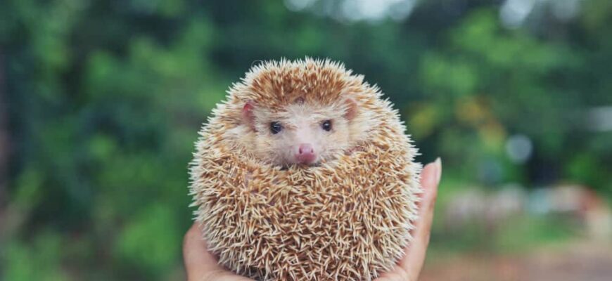 Сонник: до чого сниться жаба жінці та як тлумачити цей сон?