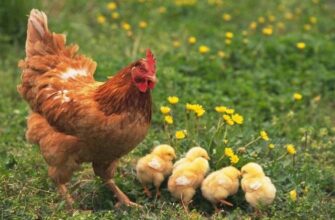 Сонник: до чого жінці сняться кури – розгадка сновидінь і значення