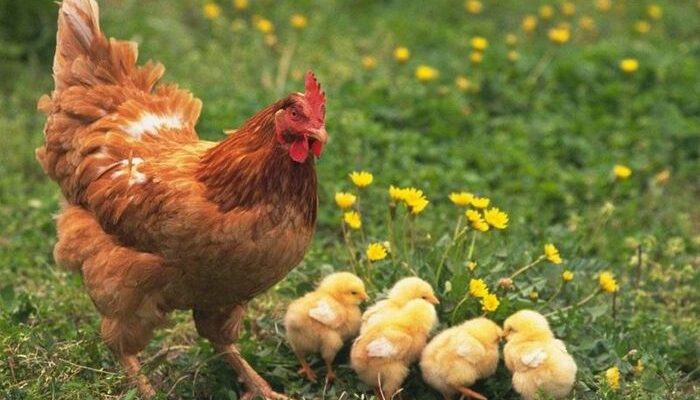 Сонник: до чого жінці сняться кури – розгадка сновидінь і значення