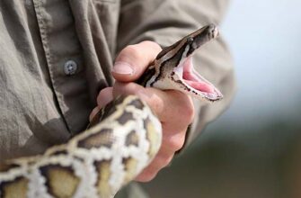 Сонник: Змії у сновидіннях – значення та інтерпретації снів