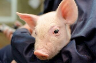 Тлумачення сну: до чого сняться маленькі свинки і їх значення