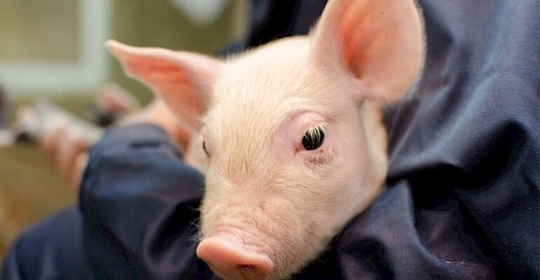 Тлумачення сну: до чого сняться маленькі свинки і їх значення