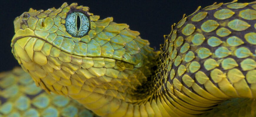 Тлумачення сну: до чого сниться зелена змія і її значення для вас