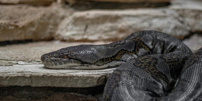 Тлумачення сну: що означає, коли сниться змія в вашому домі?