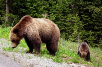 Тлумачення сну: що означає напад ведмедя у ваших сновидіннях?