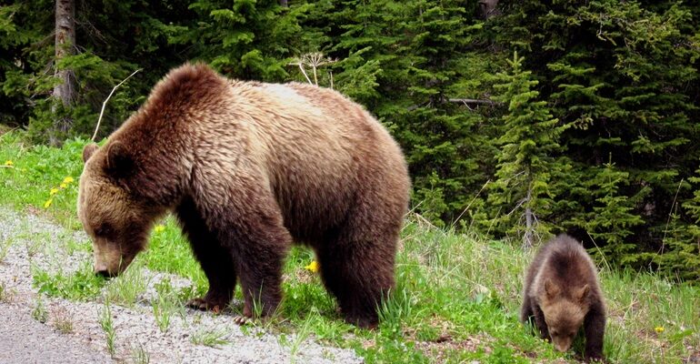 Тлумачення сну: що означає напад ведмедя у ваших сновидіннях?