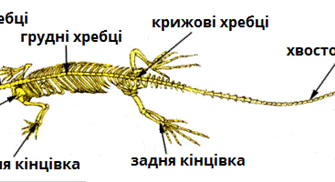 Тварина із зовнішнім скелетом: приклади і особливості екзоскелетів