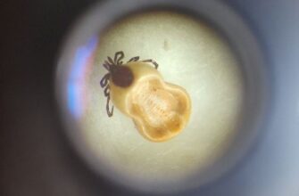 Вушний кліщ: Чи може паразит передаватися від тварини до людини?