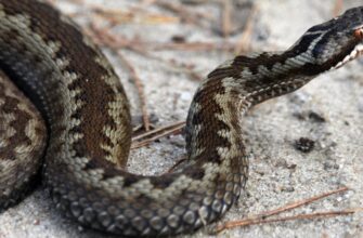 Вуж у хаті: символіка та значення сновидінь у вашому житті