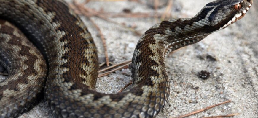 Вуж у хаті: символіка та значення сновидінь у вашому житті