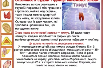 Вилочкова залоза: який гормон вона виділяє і його функції?