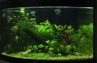 Яка оптимальна температура для акваріума: поради для початківців