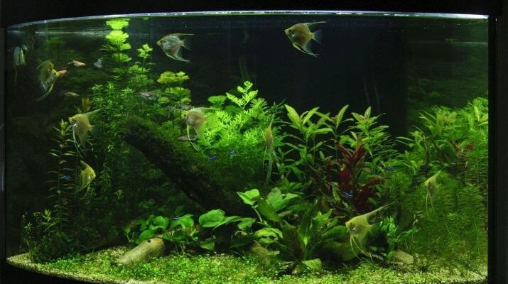 Яка оптимальна температура для акваріума: поради для початківців