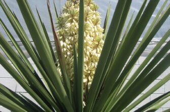Якого кольору буває юка: всі відтінки і варіації рослини