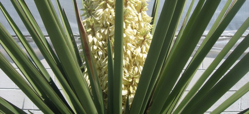 Якого кольору буває юка: всі відтінки і варіації рослини Якого кольору буває юка: всі відтінки і варіації рослини