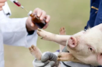 З якого віку варто починати підгодовувати поросят: поради та рекомендації