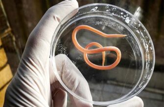 Значення снів: до чого сняться білі глисти та як їх інтерпретувати