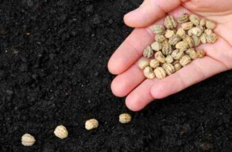 Значення снів: До чого сниться гарбузове насіння та його інтерпретація