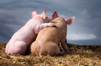 Значення снів: до чого сниться м’ясо свині та його символіка