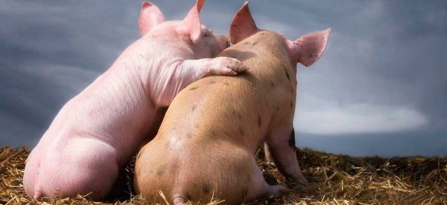 Значення снів: до чого сниться м’ясо свині та його символіка