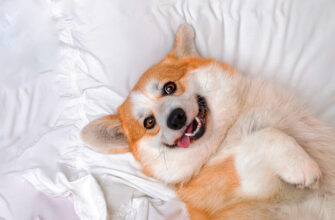 Значення снів про малих поросят: тлумачення та можливі передбачення