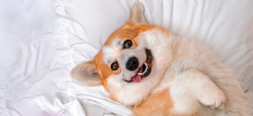 Значення снів про малих поросят: тлумачення та можливі передбачення