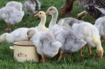 Значення снів: що символізують качки і гуси в ваших сновидіннях?