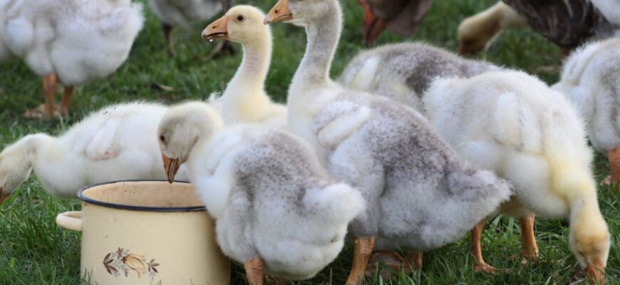 Значення снів: що символізують качки і гуси в ваших сновидіннях?