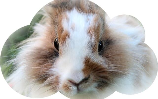 Значення сновидінь: до чого сняться мертві кролі та їх символіка