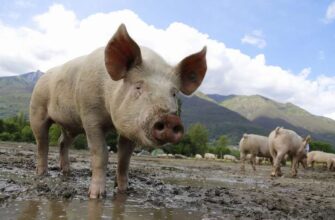 Значення сновидіння: чому сниться м’ясо свині та що це означає?