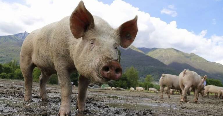 Значення сновидіння: чому сниться м’ясо свині та що це означає?