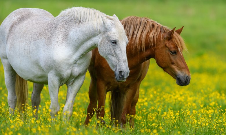 Тікати від коня уві сні - що означає такий сон за днями тижня