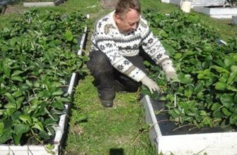 Значення сновидіння: до чого сниться город та грядки у вашому сні?