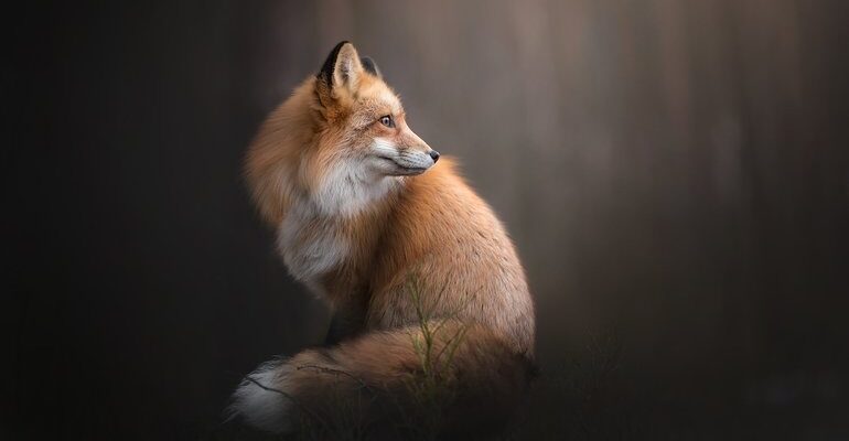 Значення сновидіння: до чого сниться лисиця і як це тлумачити?