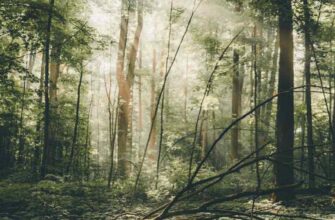 Значення сновидіння: до чого сниться скажена лисиця та як це тлумачити