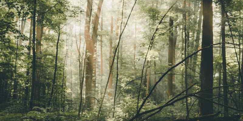 Значення сновидіння: до чого сниться скажена лисиця та як це тлумачити