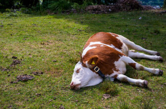 Значення сну: до чого сниться чорна корова та її символіка у вашому житті