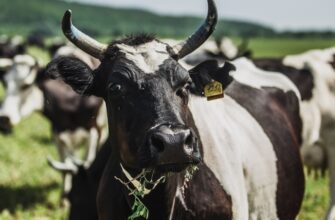 Значення сну: до чого сниться корова у сновидінні чоловікові?