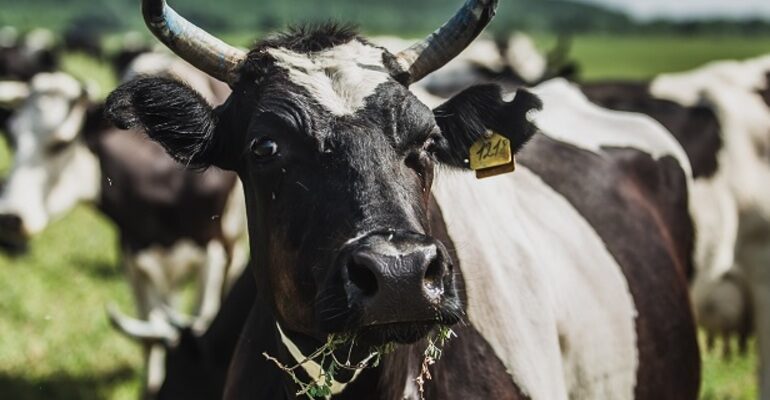 Значення сну: до чого сниться корова у сновидінні чоловікові?