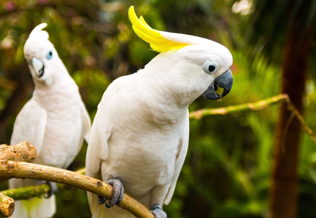 Сон папуги: режим і нічні страхи, як уникнути стресу