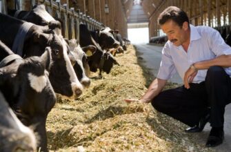 Значення сну: до чого сниться солома в тюках та її символіка у сновидіннях