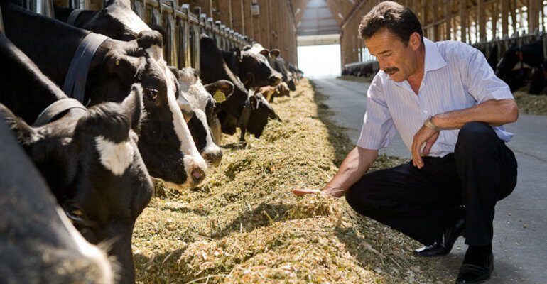 Значення сну: до чого сниться солома в тюках та її символіка у сновидіннях