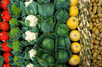 Значення сну: до чого сниться свіжа капуста і її тлумачення