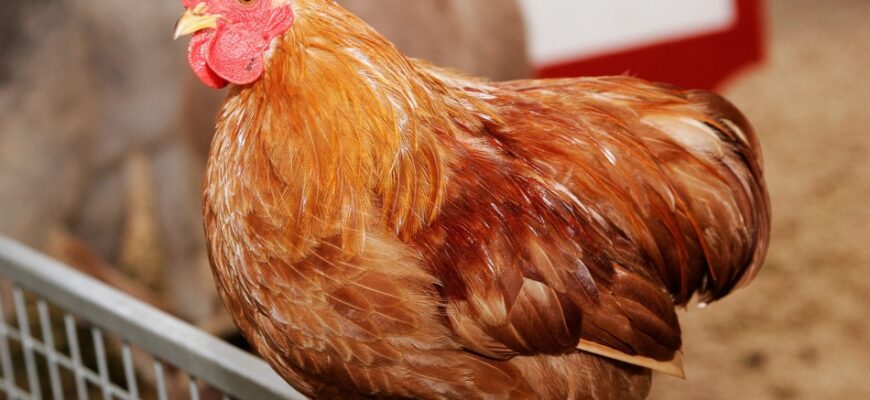 Значення сну: до чого сниться зарізати курку та його тлумачення